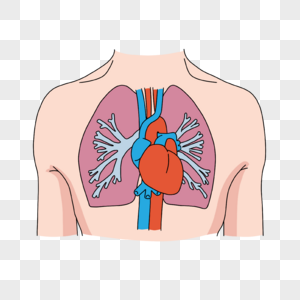 心脏病学胸部器官插画图片