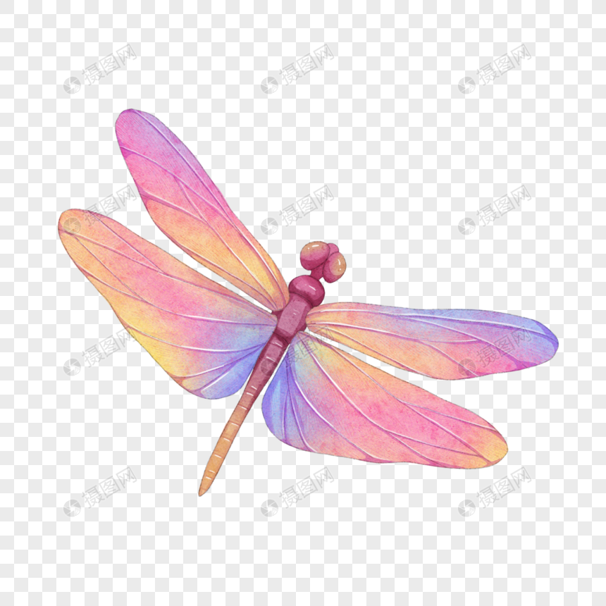 昆虫彩色蜻蜓水彩图片