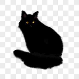 小动物黑猫图片
