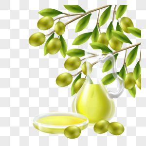 橄榄油橄榄树叶绿色高清图片