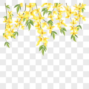 黄色连翘水彩花卉植物图片