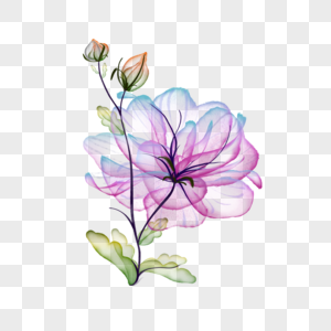 美丽水彩透明花卉图片