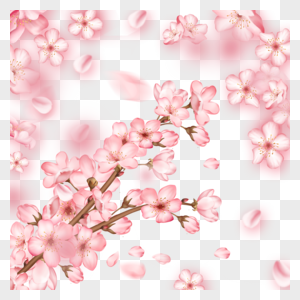 春季光效粉色樱花花枝花瓣飘落图片