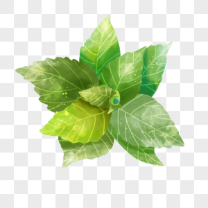 水彩植物叶子薄荷绿色清凉味道图片