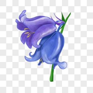 蓝紫色并蒂蓝铃花水彩婚礼花卉高清图片