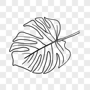 热带植物线稿叶子图片