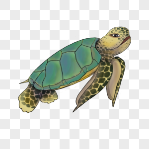 海龟水彩海洋动物图片