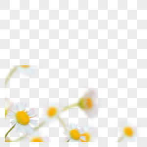 春天里的白色朦胧小雏菊图片