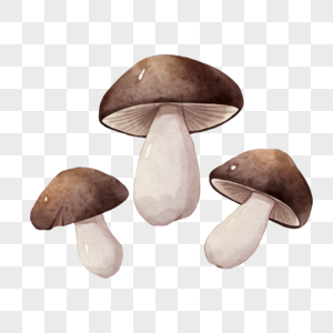 水彩蘑菇菌类图片