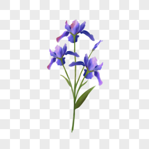 水彩鸢尾花紫色的花卉图片