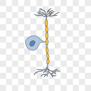 神经病学神经节神经元髓鞘插画图片