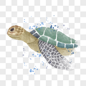 海龟水下动物水彩喷溅风格图片