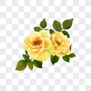 黄色玫瑰婚礼水彩花卉图片