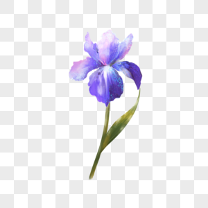紫色梦幻水彩鸢尾花花卉图片