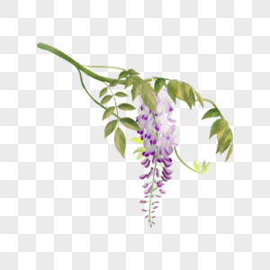 水彩紫藤花叶子花束高清图片