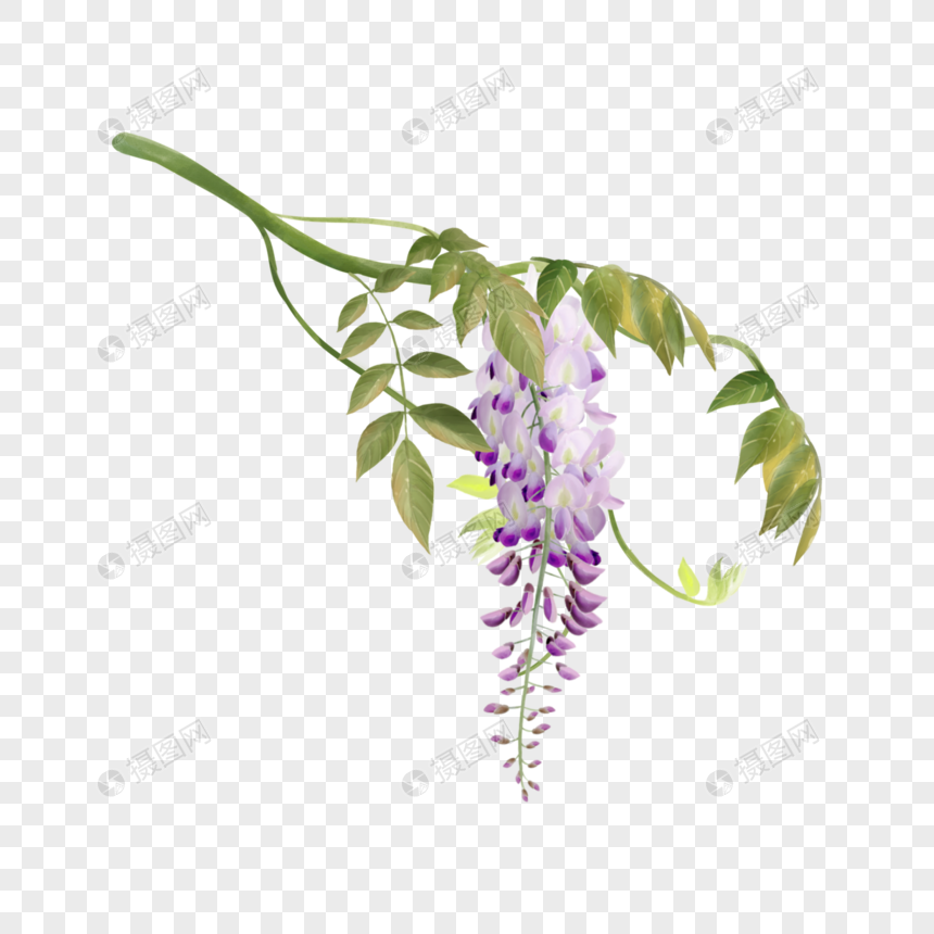 水彩紫藤花叶子花束图片
