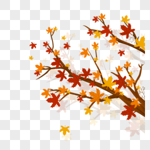 枫叶枝干叶子秋天季节落叶图片