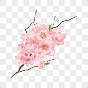 水彩粉色重瓣樱花花朵图片