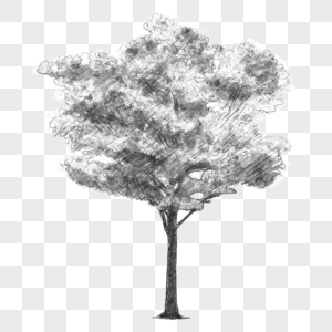 素描质感黑白树木图片