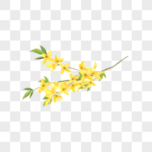 黄色水彩连翘花枝叶图片