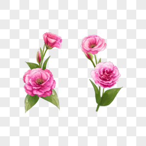 洋桔梗粉色花卉剪贴画图片