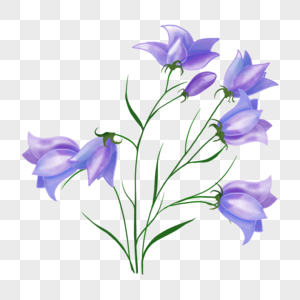 浅紫色大朵婚礼水彩蓝铃花花卉图片