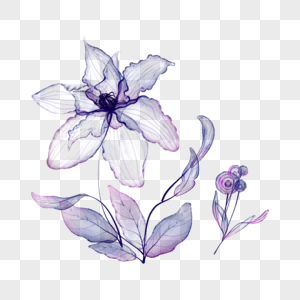 植物水彩透明花卉图片