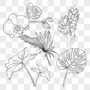 热带植物花卉叶子线稿紫花山姜蝴蝶兰高清图片