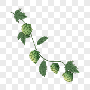 啤酒花植物大型粗犷性植物图片素材