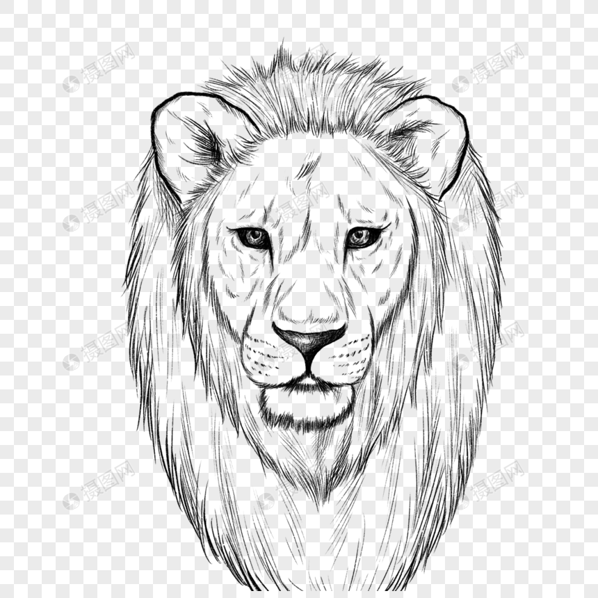 狮子头部黑白素描图片