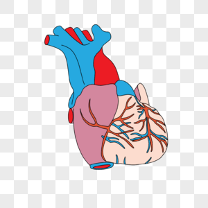 心脏病学冠状动静脉包裹的心脏插画图片