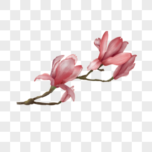 粉色水彩花卉玉兰花图片