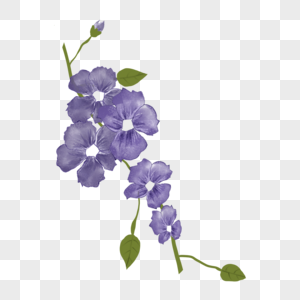 婚礼花卉水彩紫罗兰图片