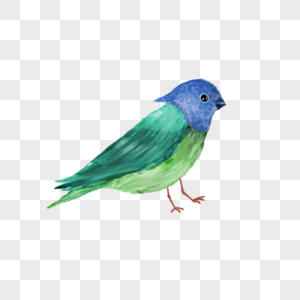蓝绿色水彩鸟类图片