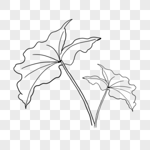 植物花卉线稿叶片图片