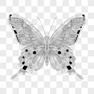 黑白几何线条画蝴蝶填色本图片