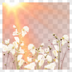 阳光照射下的白色花朵图片