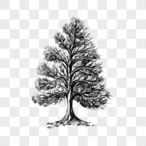 黑白线条素描树木图片