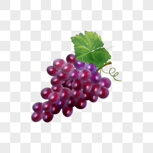 紫色水彩葡萄水果食物图片