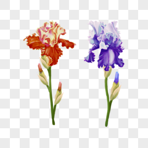 紫色蝴蝶花水彩花卉图片