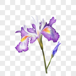鸢尾花红紫色水彩花卉图片