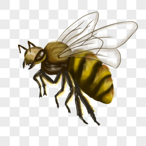 一只蜜蜂图片