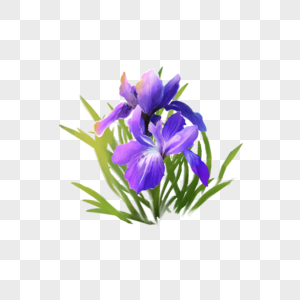 紫色水彩花卉鸢尾花植物图片