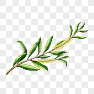 植物水彩茶树枝叶图片