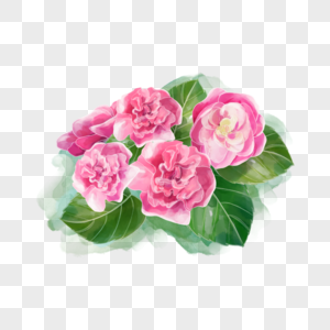 粉色海棠花盛开水彩花卉图片