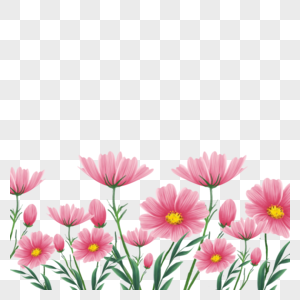 水彩粉色格桑花卉植物边框图片