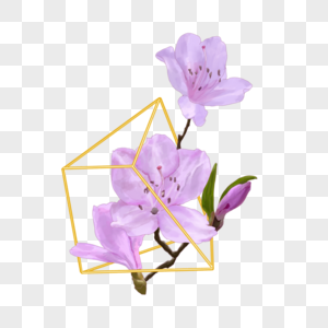 几何金框婚礼花卉杜鹃花淡紫色高清图片