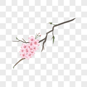 水彩粉色樱花树枝高清图片
