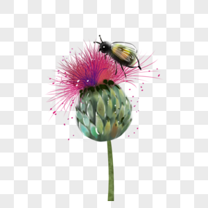蓟水彩花卉植物与蜜蜂图片