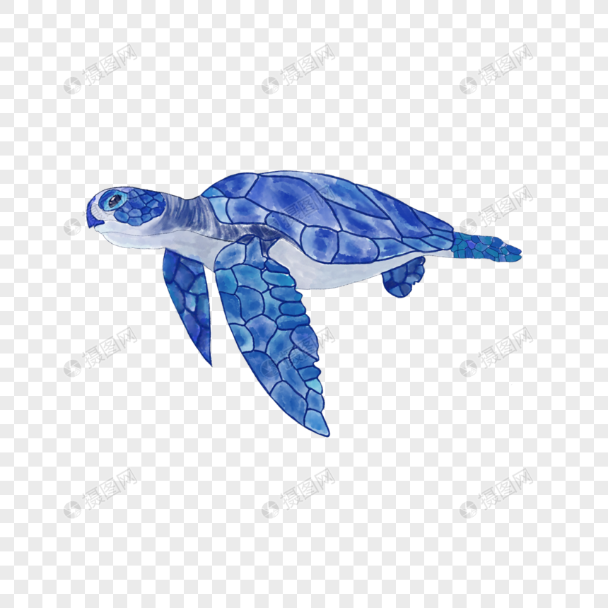 水彩海洋生物海龟图片